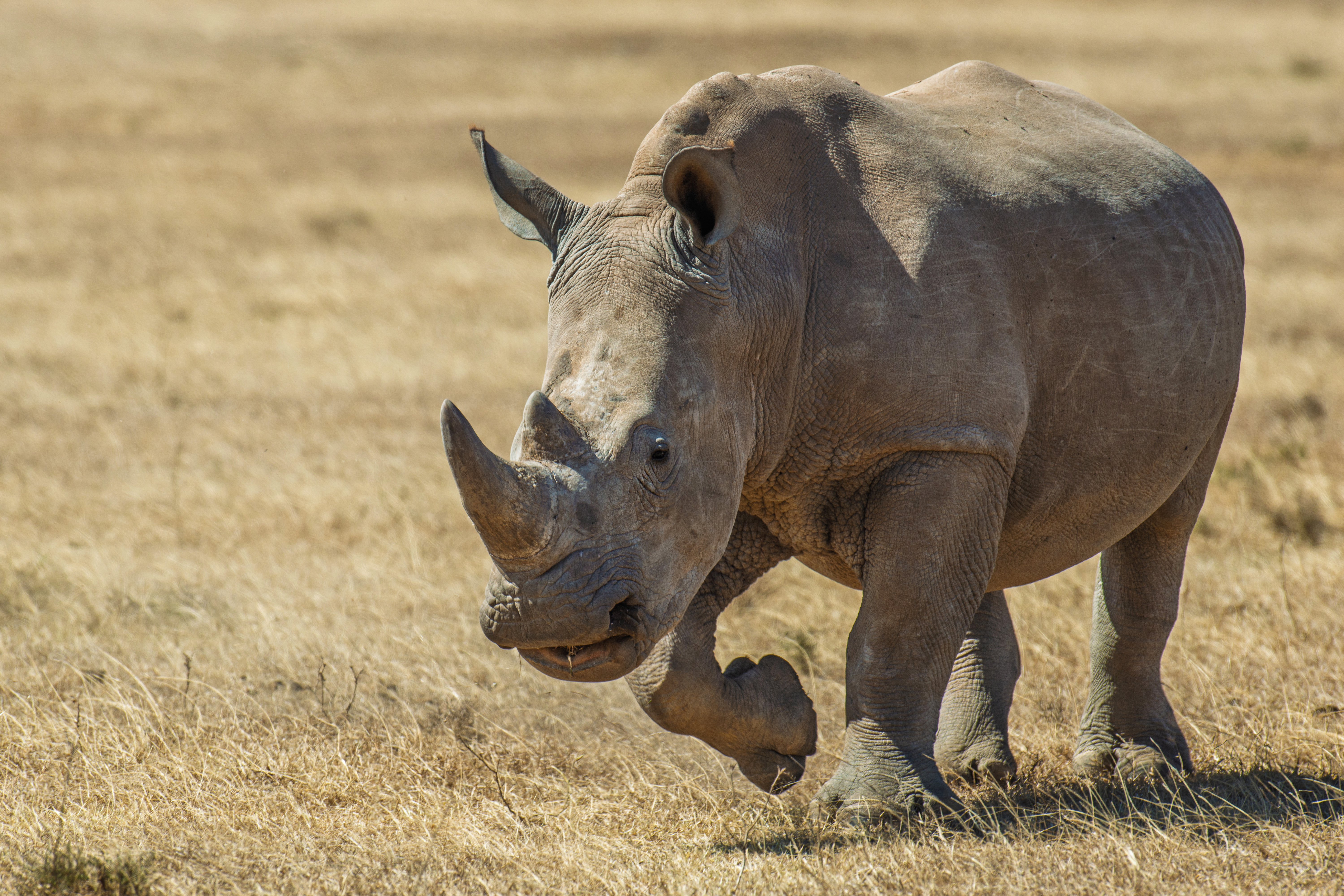 Rhino is one of the Big Five