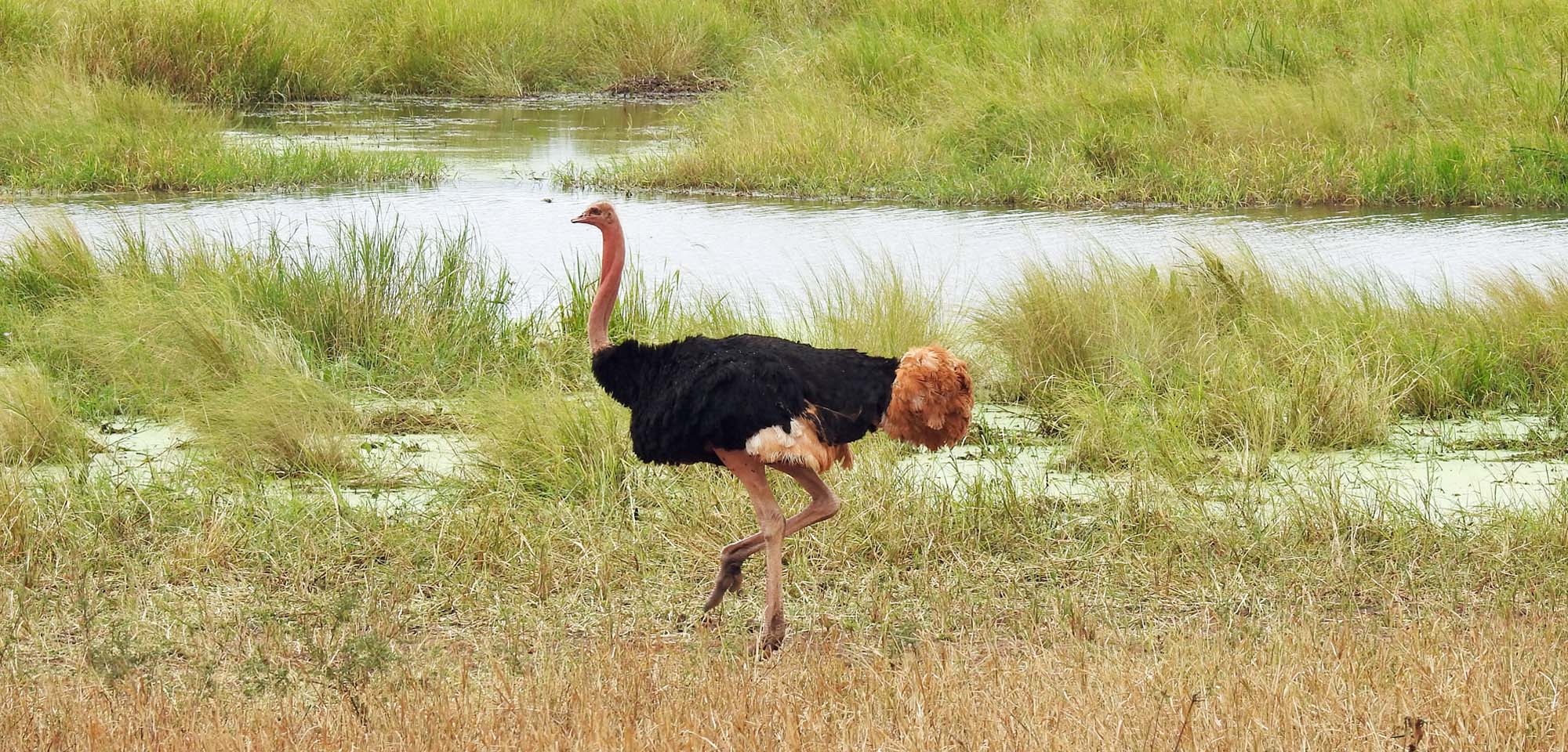 Kenya birding safari