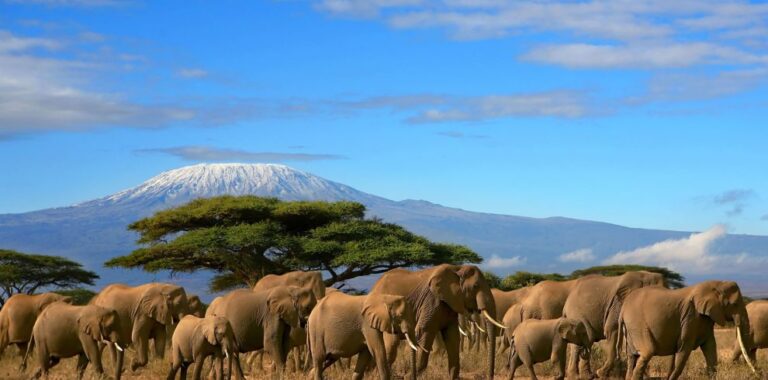 Best Safari Circuit for Kenya First-Timers