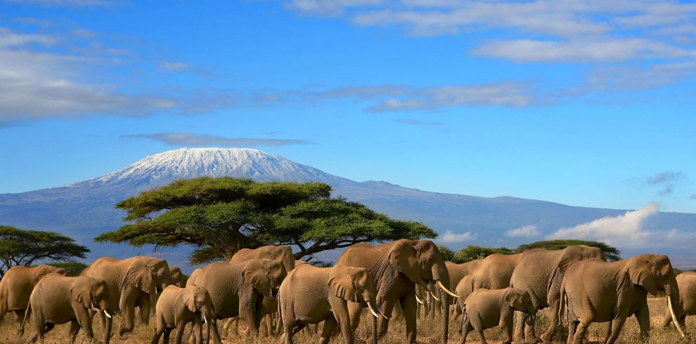 Best Safari Circuit for Kenya First-Timers 1 Safari circuit Kenya