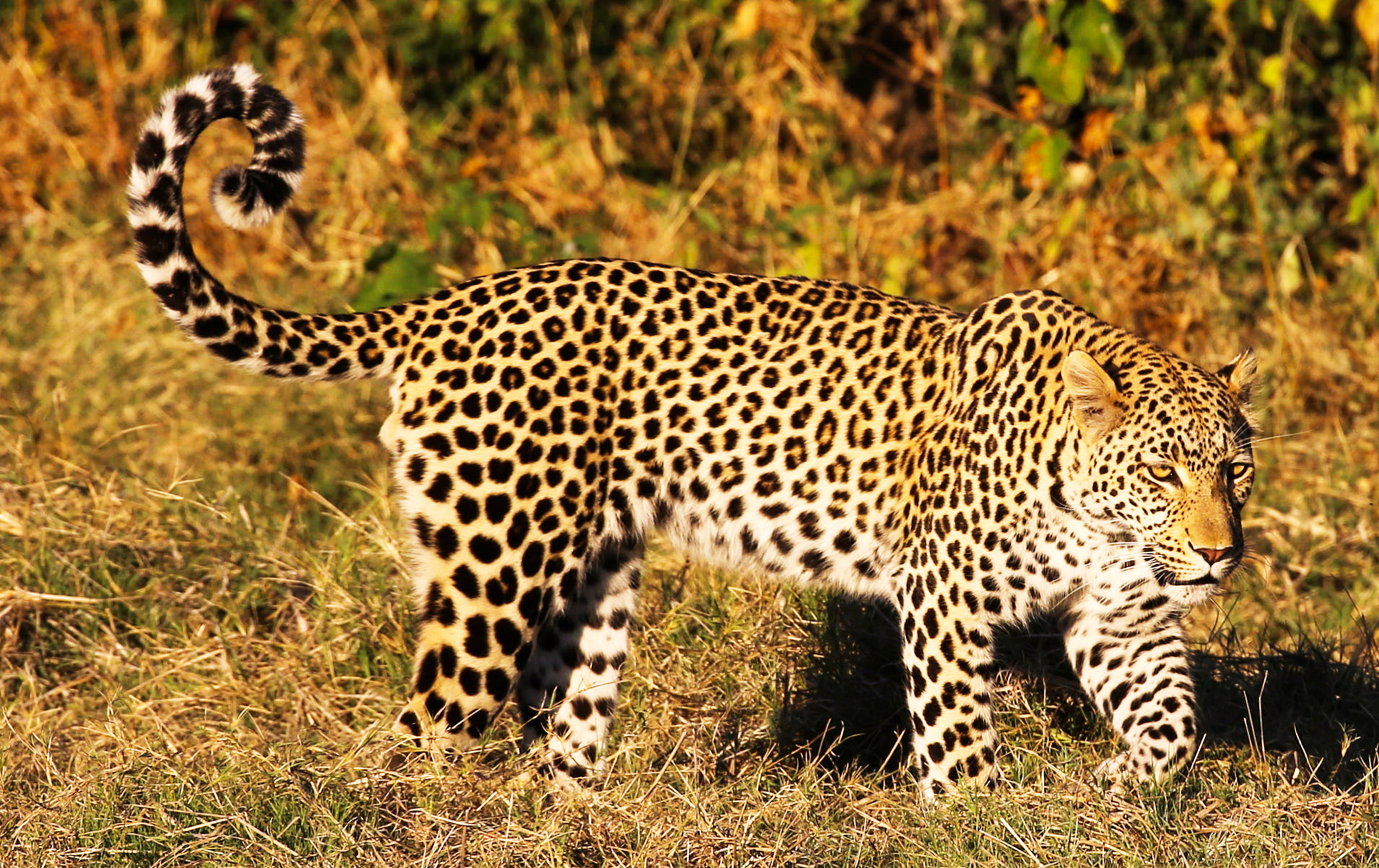 leopard in african savannah