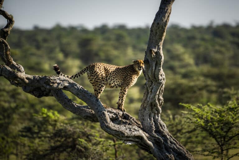 Cheetahs of the Serengeti: Best Spots and Viewing Times