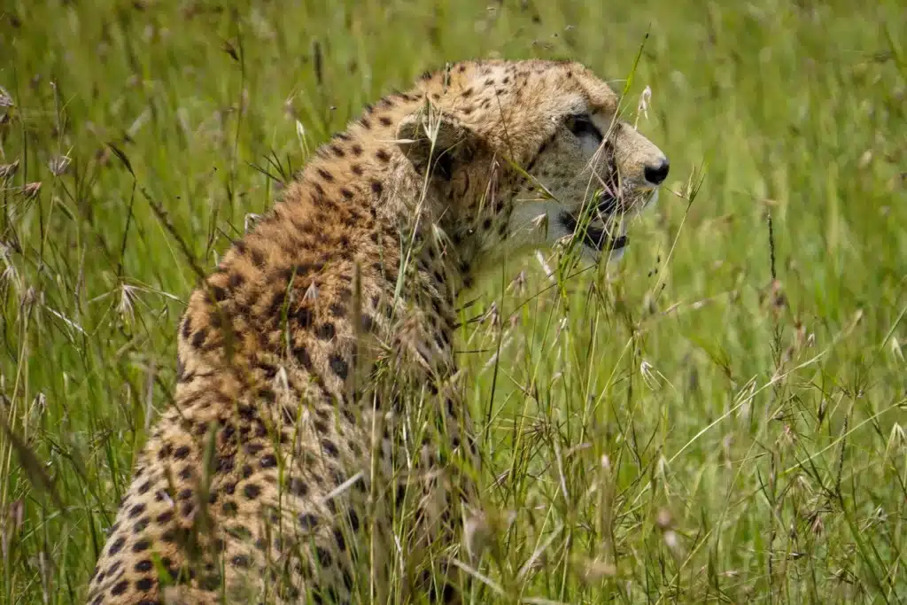 Serengeti in Rainy Season: Pros, Cons and Value 2 Serengeti in Rainy Season