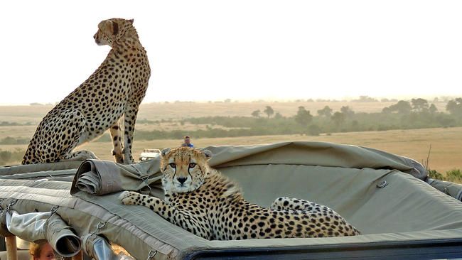ethical wildlife encounter