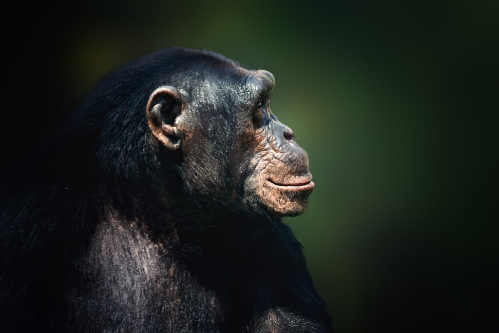 1. "Wild chimpanzee in forest at Gombe Stream National Park where Jane Goodall conducted research"