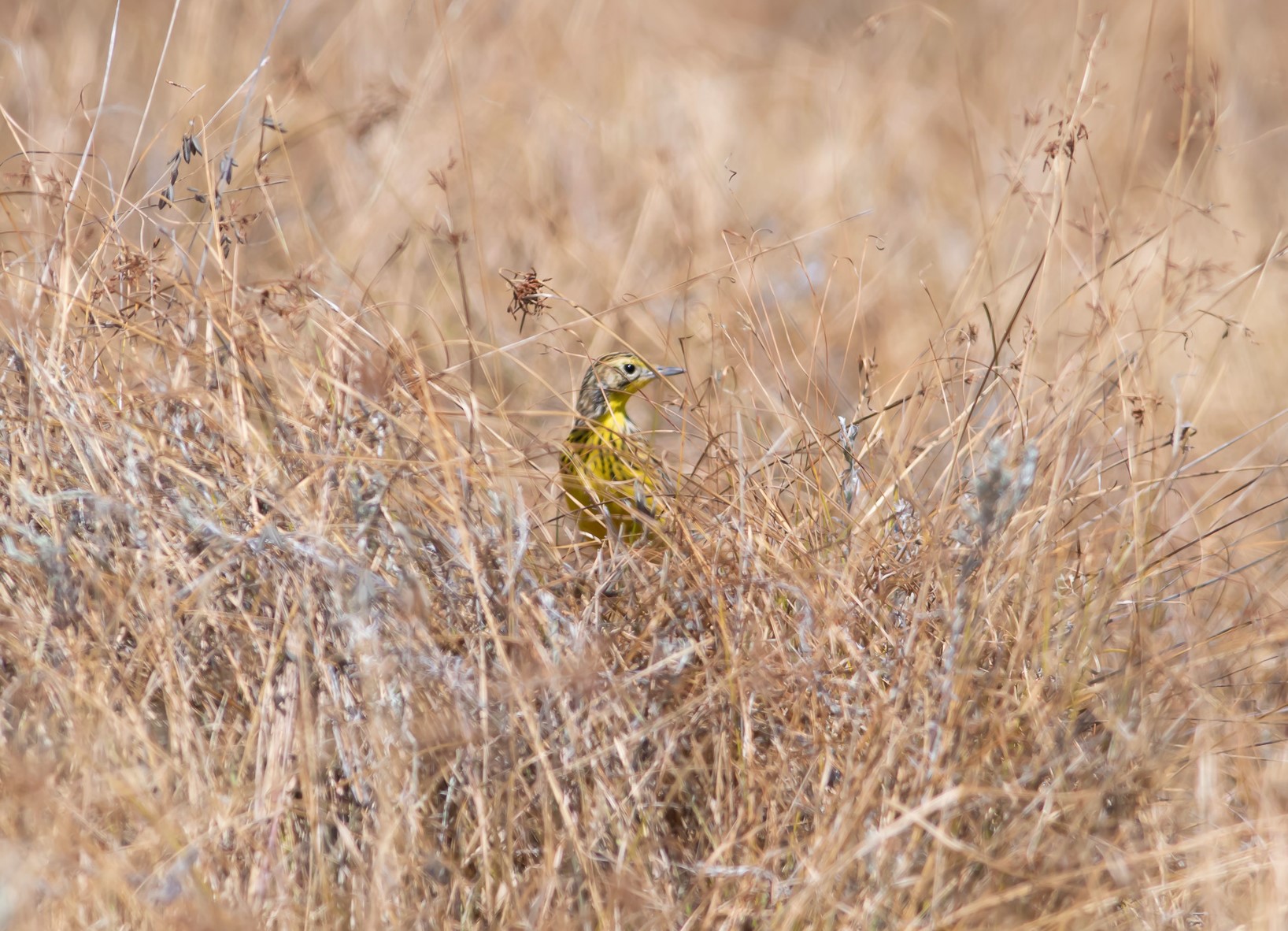Clarke's weaver Diani