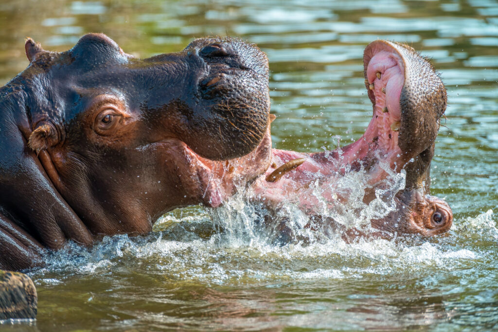 "Massive hippo concentration in Katuma River pool at Katavi National Park Tanzania dry season"