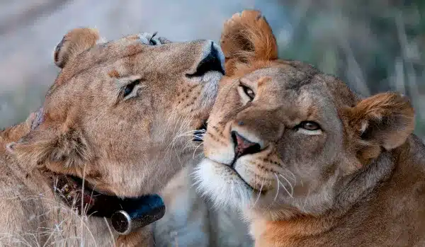wildlife tracking