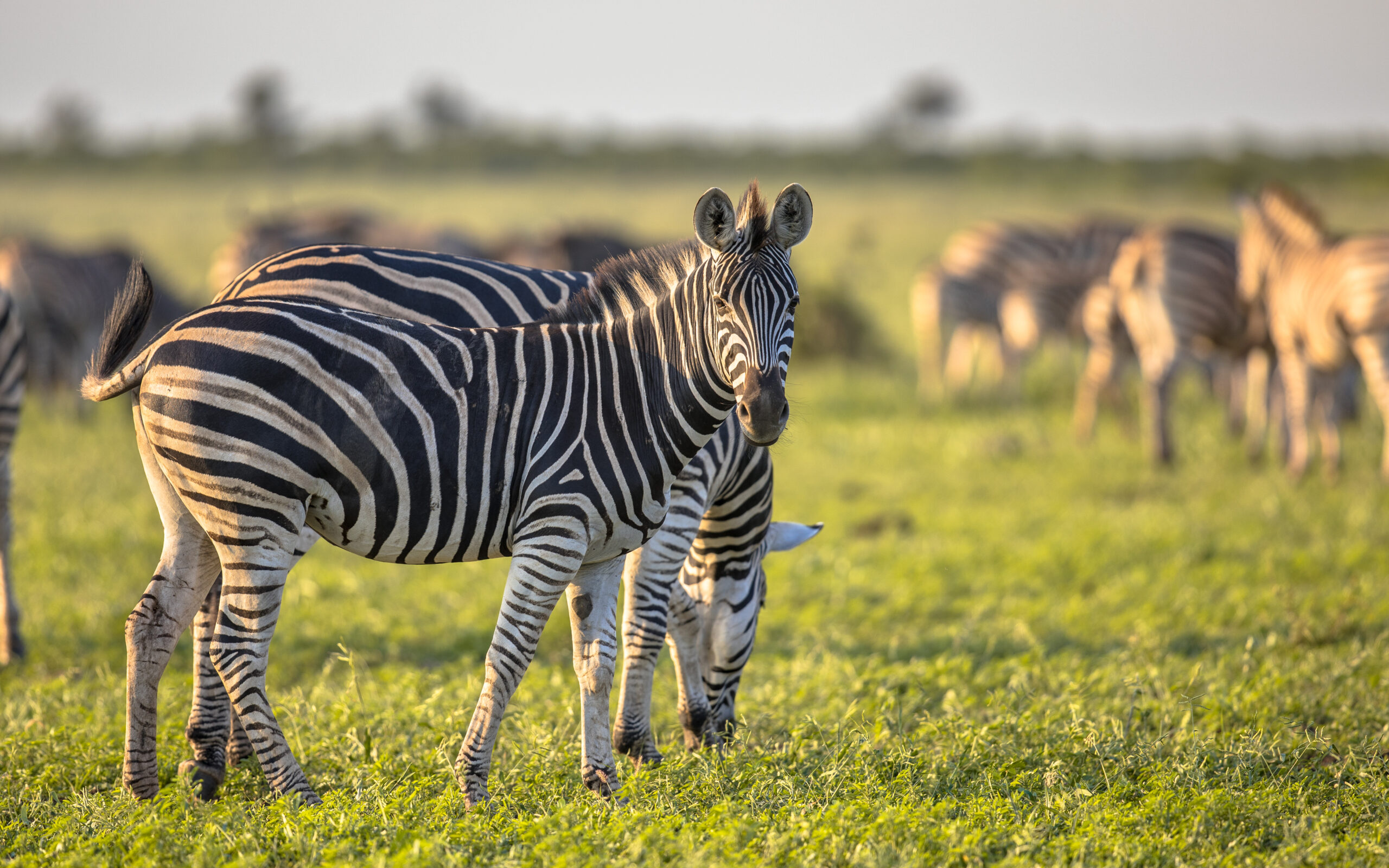 Plains Zebra photograph
