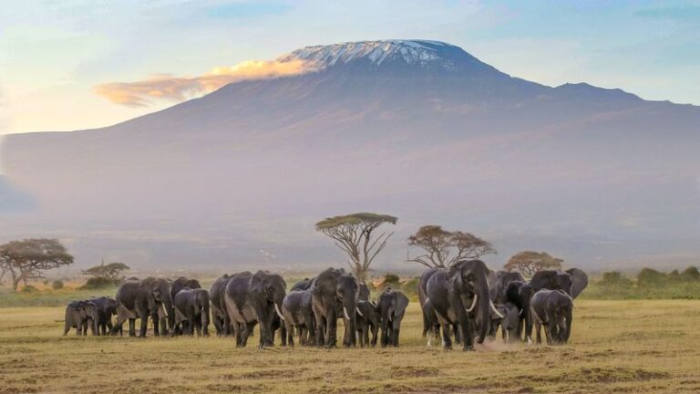 Amboseli National Park Safari Guide
