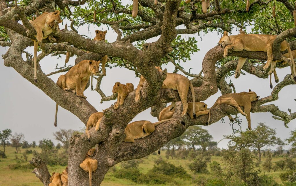 Top Safari Destinations in Tanzania for First-Time Travelers 4 Best safari destination