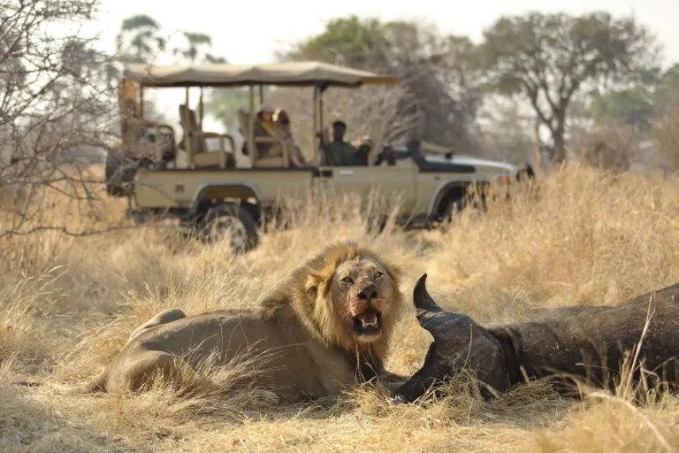 Ethical Wildlife Encounters on Safari: What to Look For