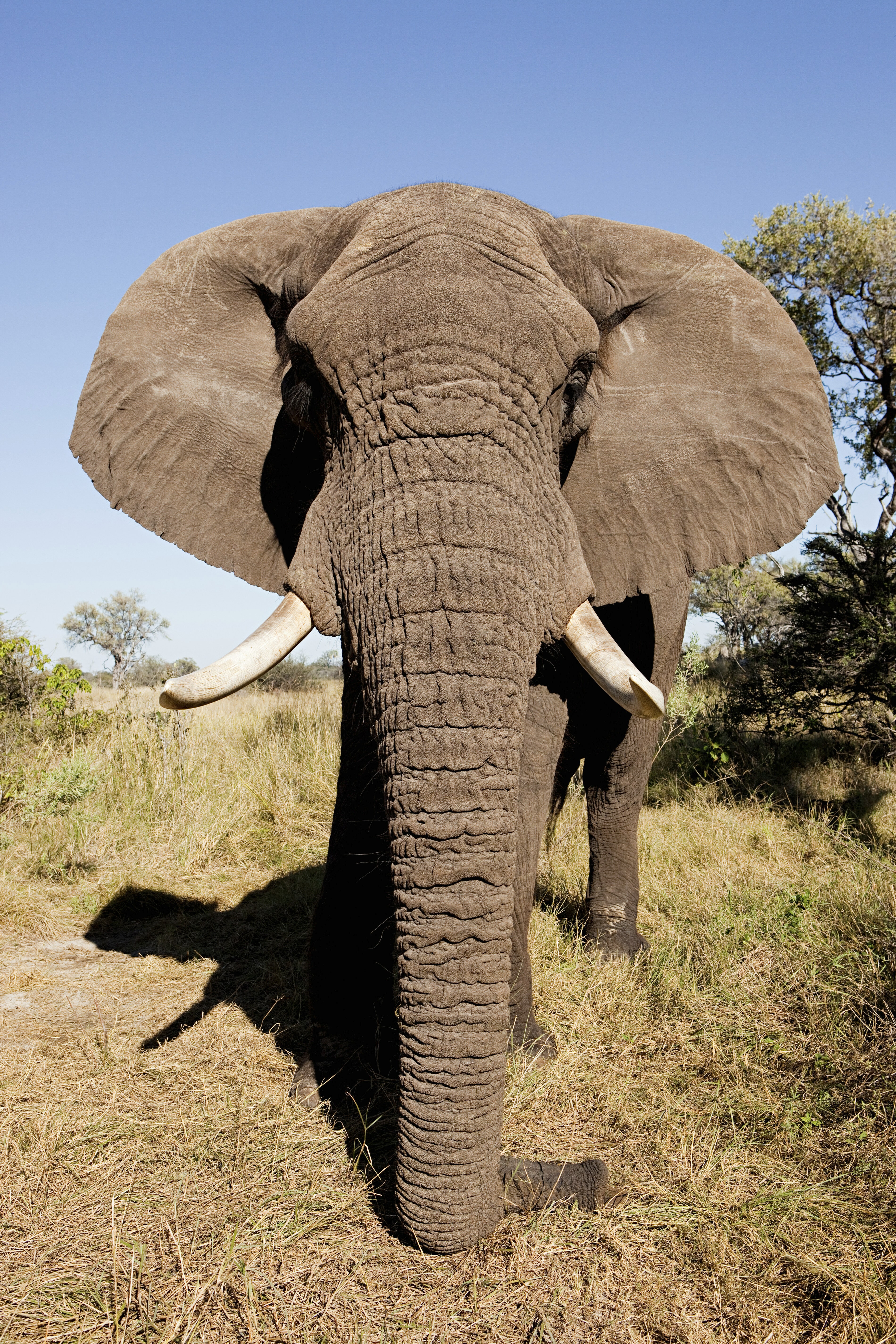 female african elephant head on botswana africa 2026 03 25 02 16 21 utc