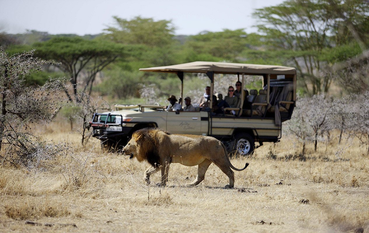 game drive during the day