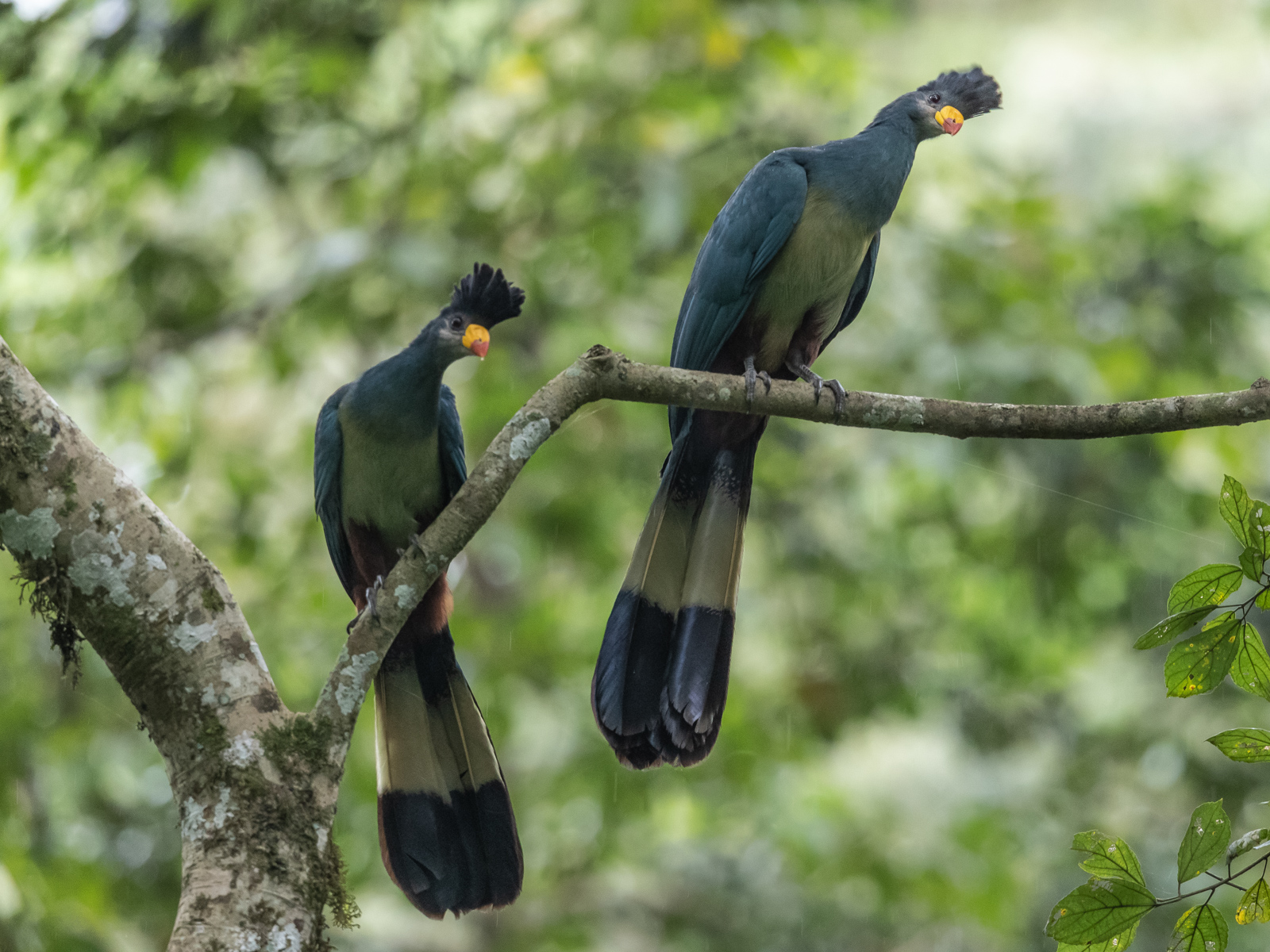 Birding guide kenya