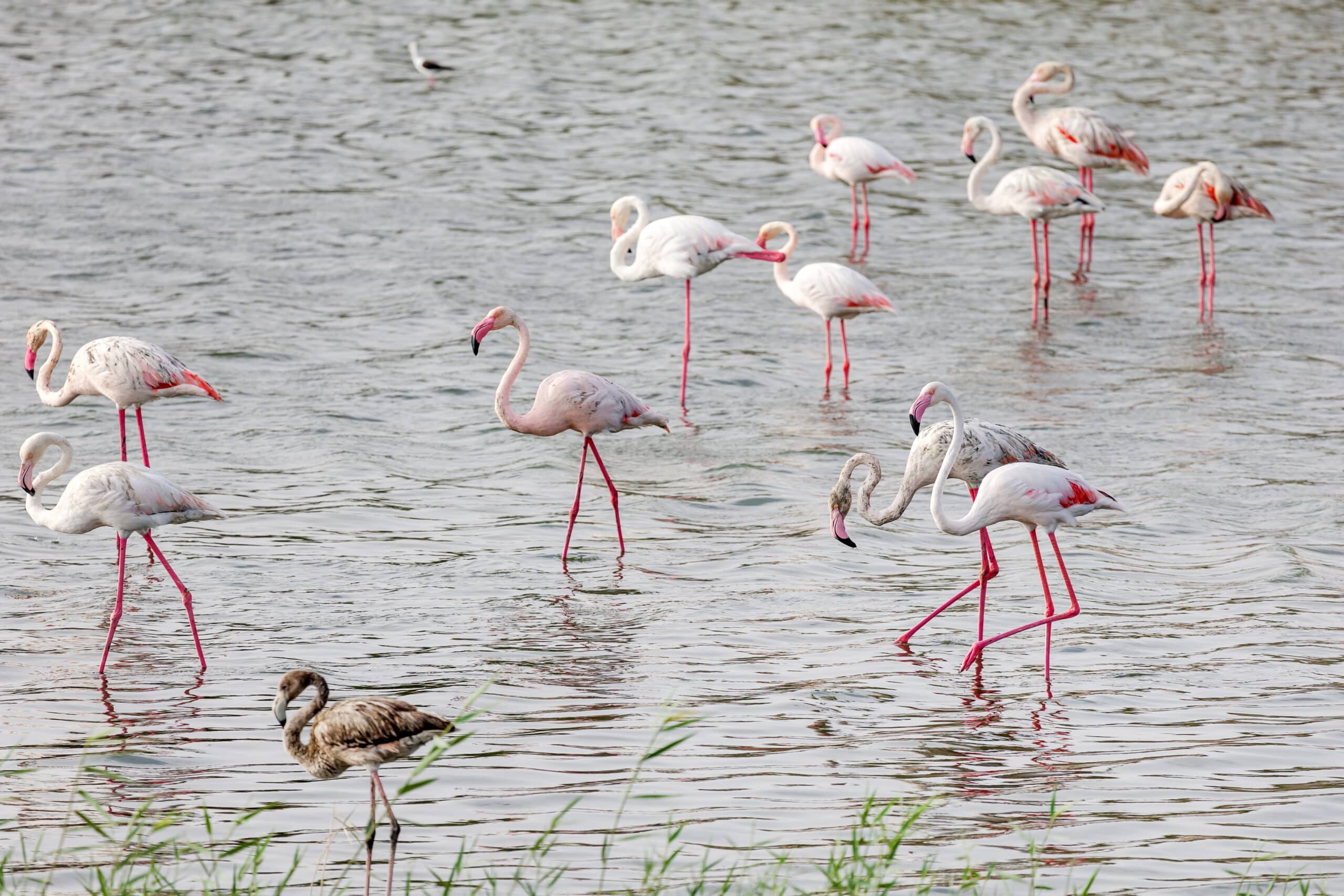 great flamingos in the pond at al wathba wetland i 2026 01 08 06 34 46 utc scaled