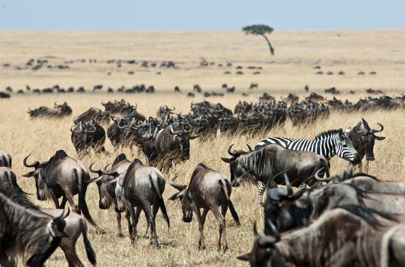 Best Safari Parks in Kenya for First-Time Visitors 1 Maasai Mara National Park