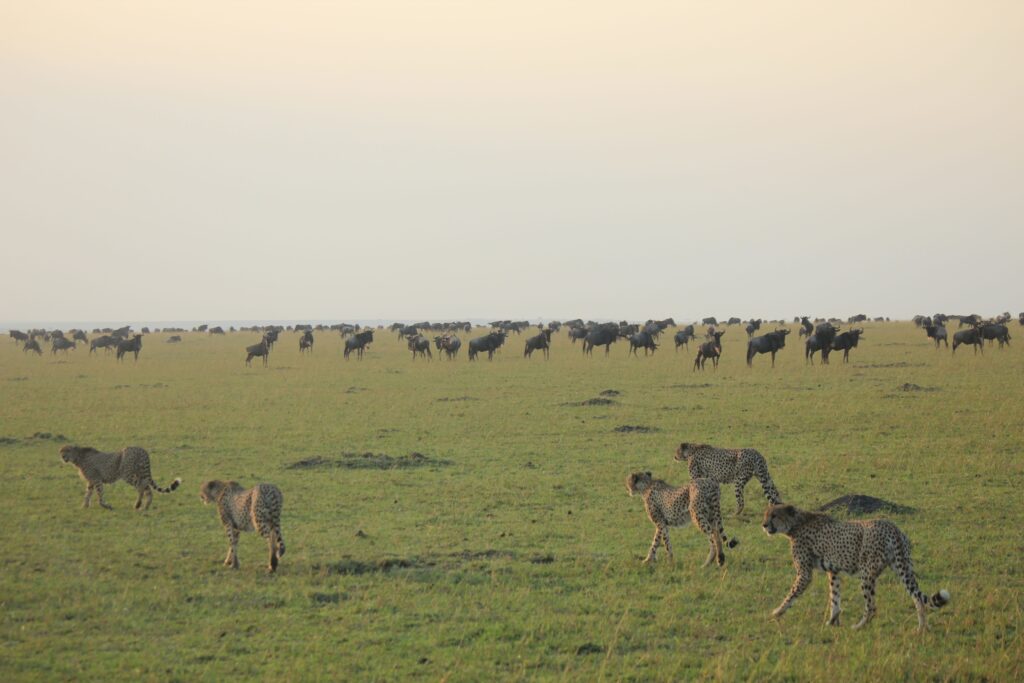 Wildebeest herd crossing the Mara River during the Great Wildebeest Migration in Serengeti National Park Tanzania