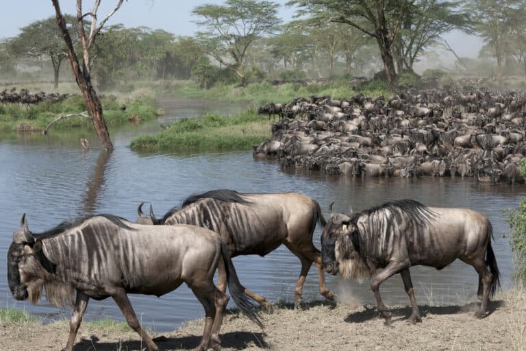 Serengeti in November: Wildlife Spreads Across the Plains