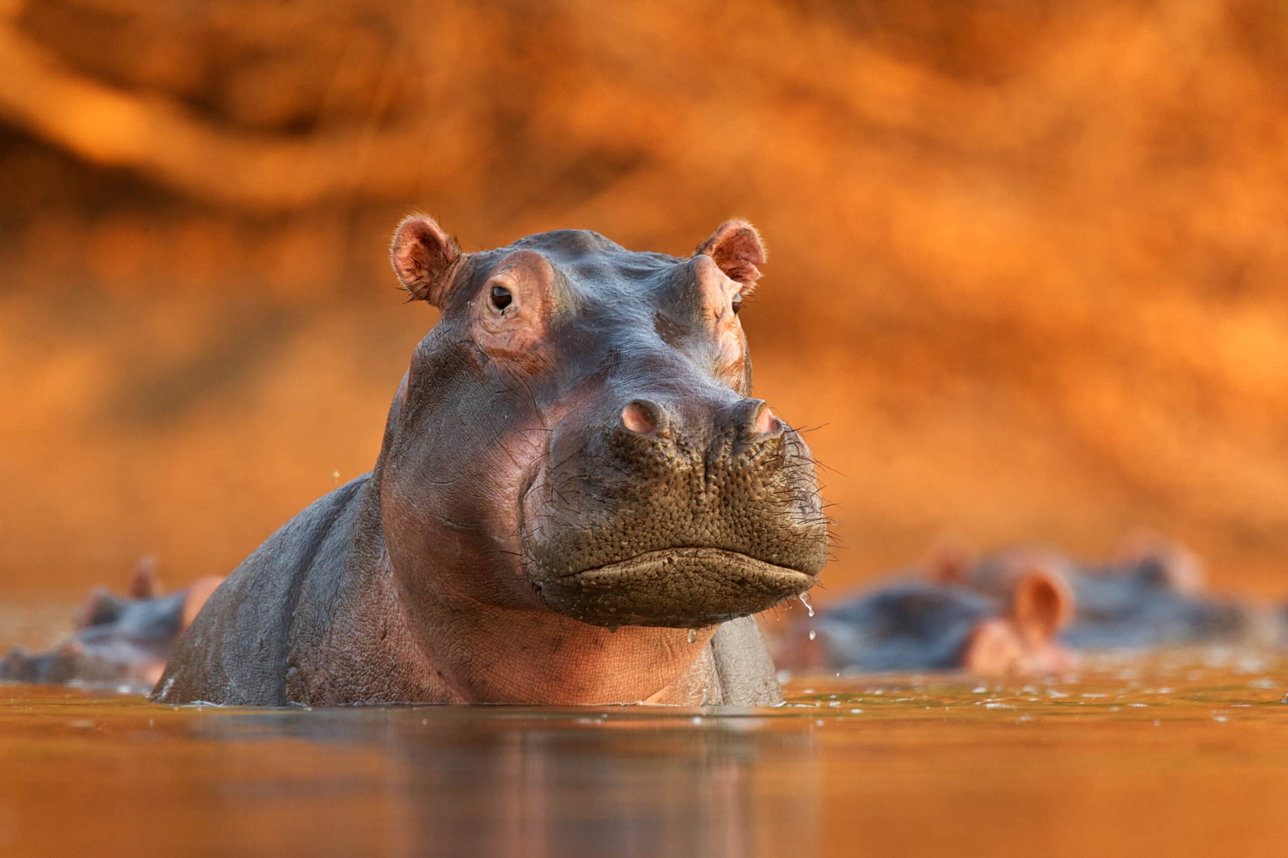 hippopotamus hippopotamus amphibius rising from 2026 01 05 23 33 51 utc scaled
