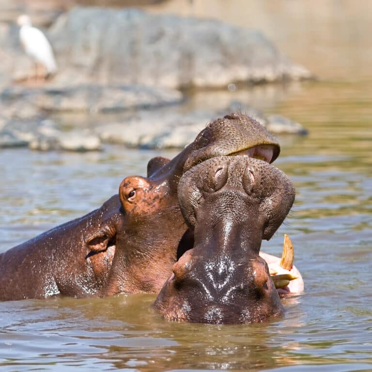 Western Corridor of the Serengeti: A Complete Guide