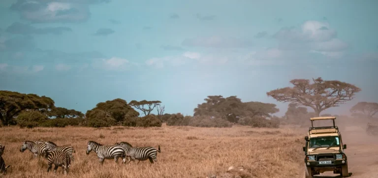 What to Expect on Your First Game Drive