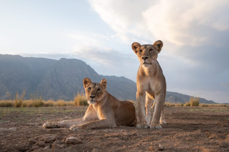 Private Conservancies in Kenya: Why They Matter