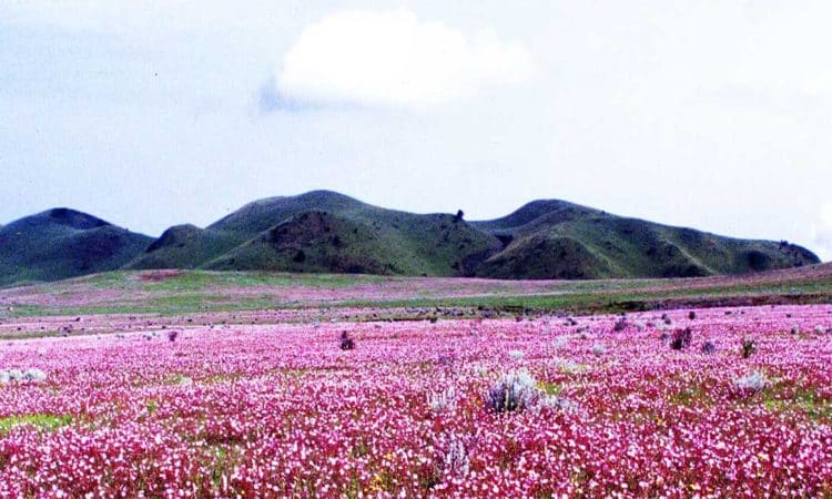 Lesser known park Tanzania ,kitulo-national-park-
