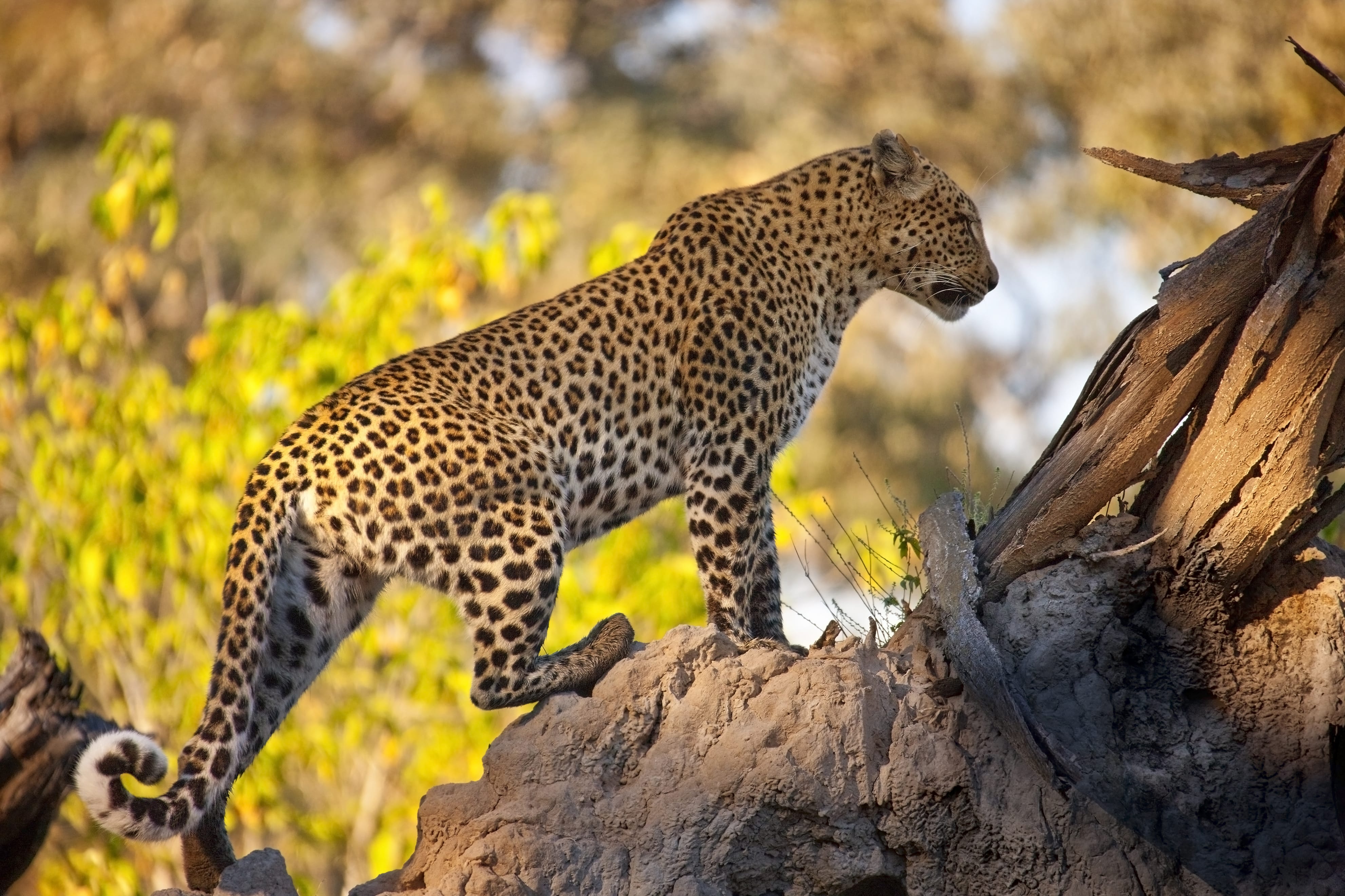 leopard big cat botswana 2026 01 09 06 52 57 utc