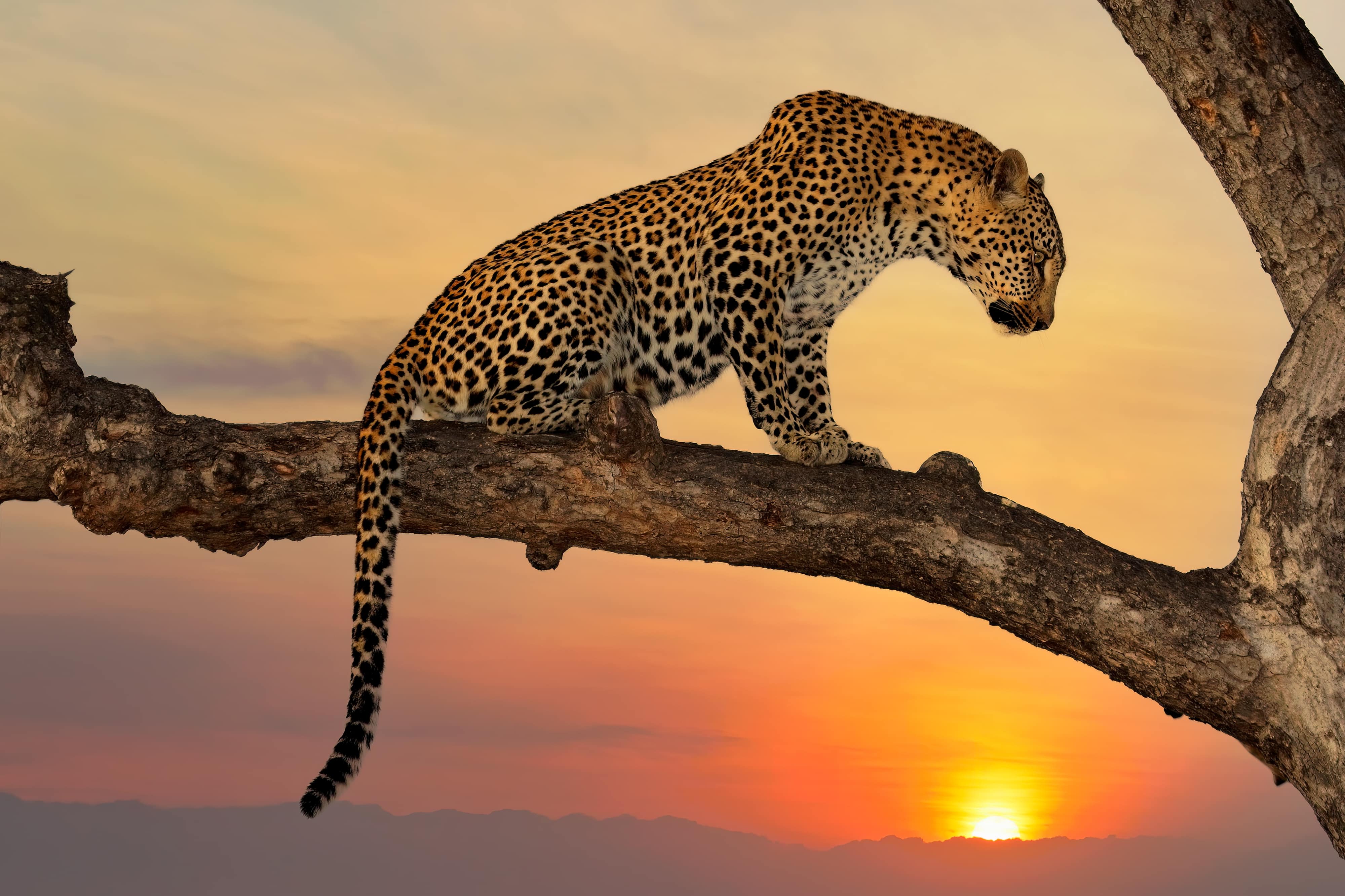 Leopard