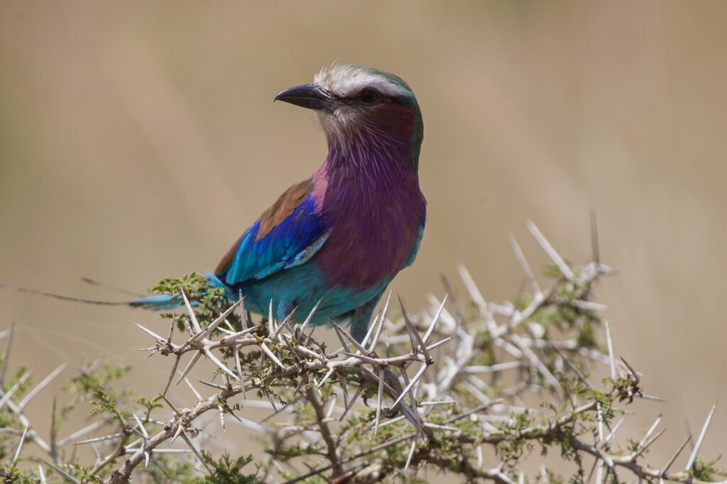 Bird watching safari East Africa