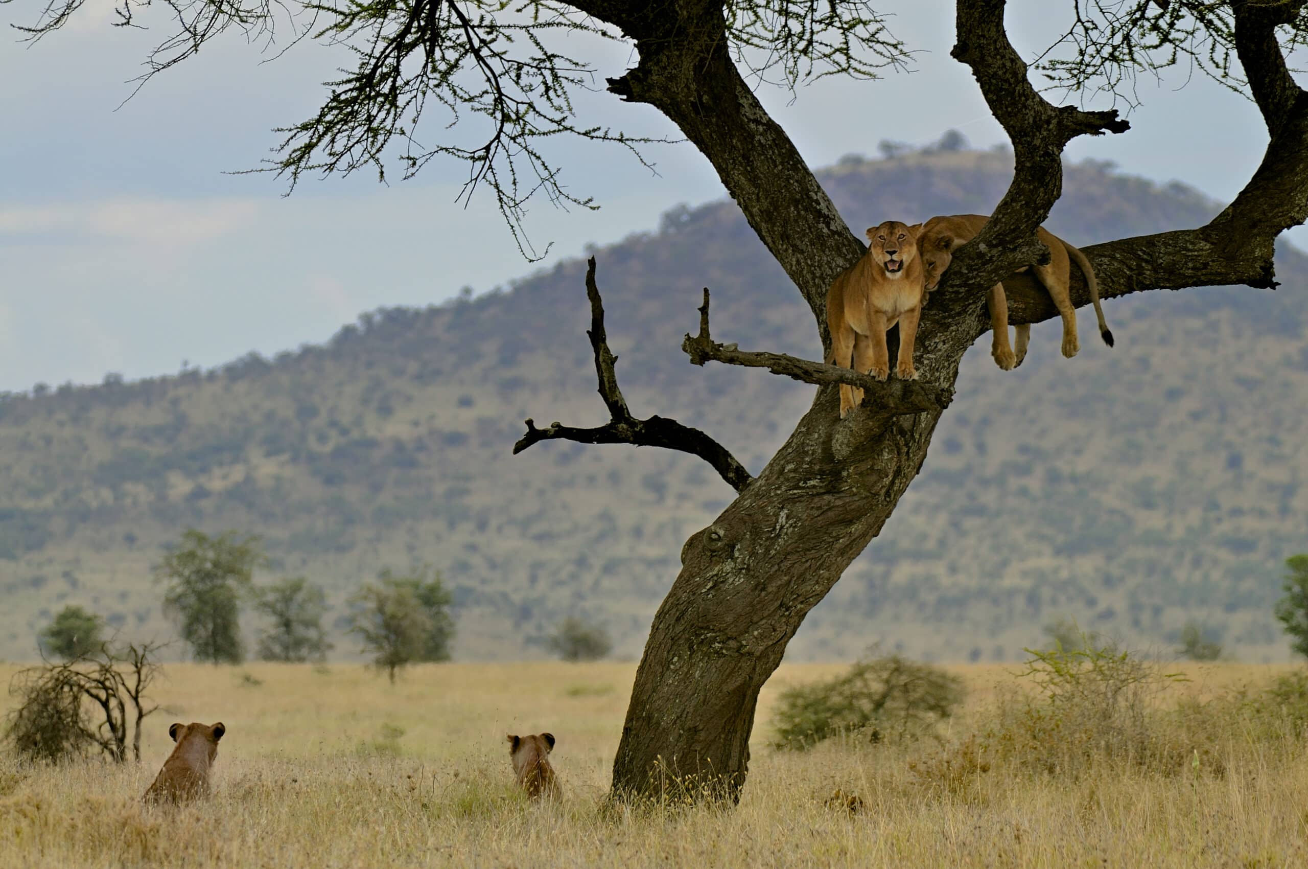 lions resting on a tree in the savannah serengeti 2026 01 07 07 13 39 utc scaled