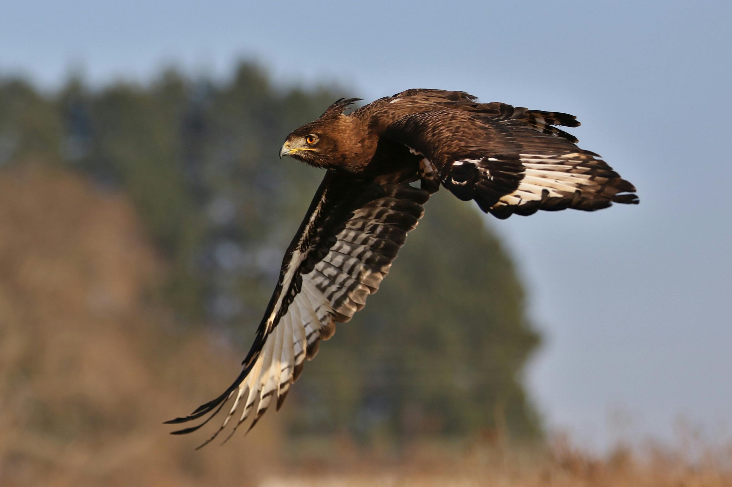 birding guide Kenya