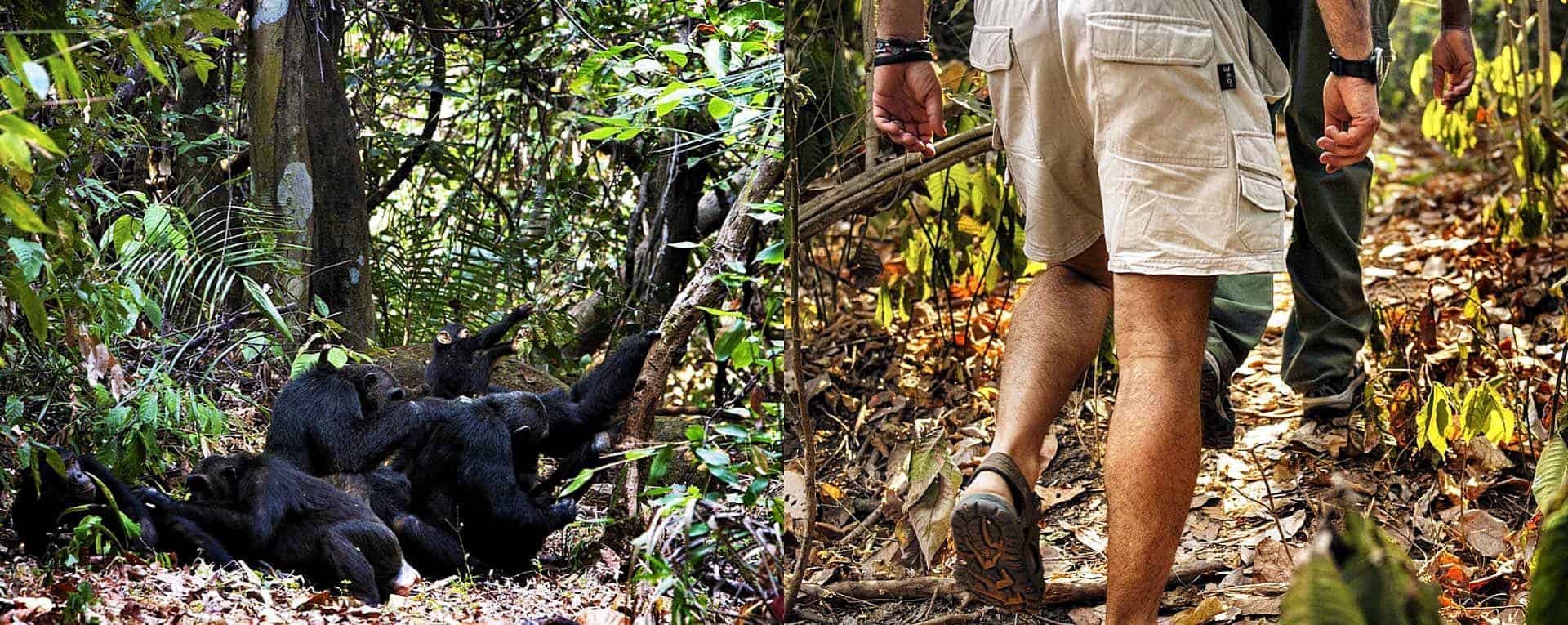 Guided walking safari Mahale Mountains