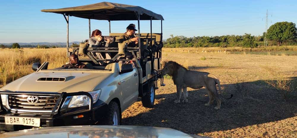 Mid day safari drive