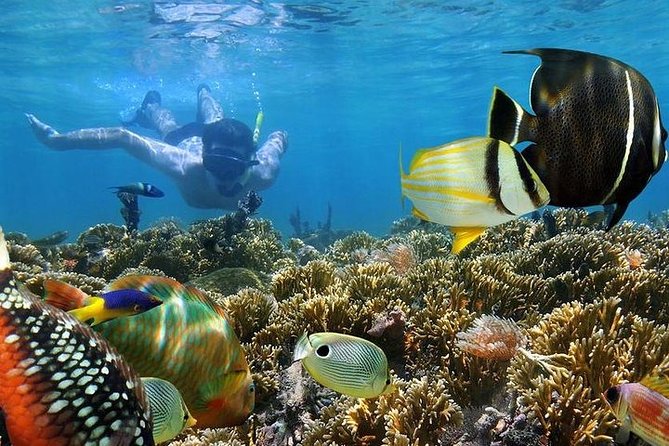 mnemba atoll 