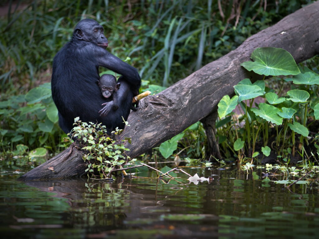 1. "Wild chimpanzee mother and infant in Mahale Mountains National Park rainforest Tanzania"
