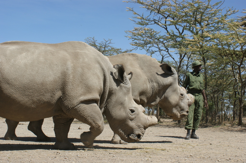 Rhino Tracking Experiences in Kenya 2 Rhinno tracking kenya