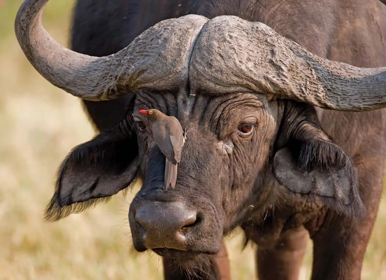 oxpecker 