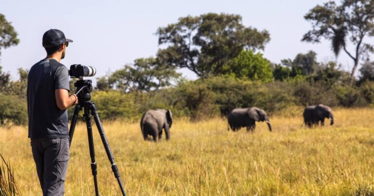 Safari Photography Tips for Beginners