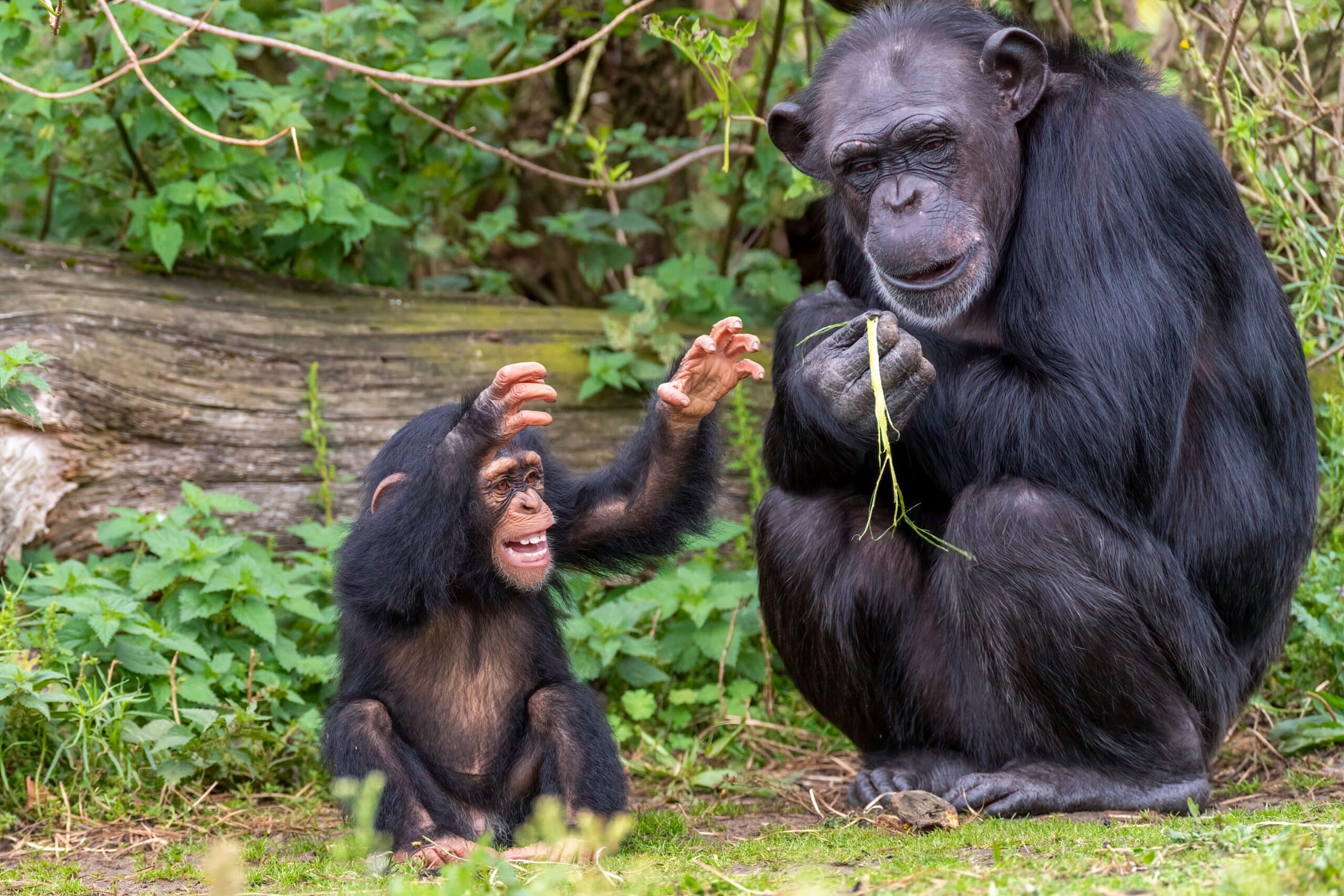 Chimpanzee Trekking