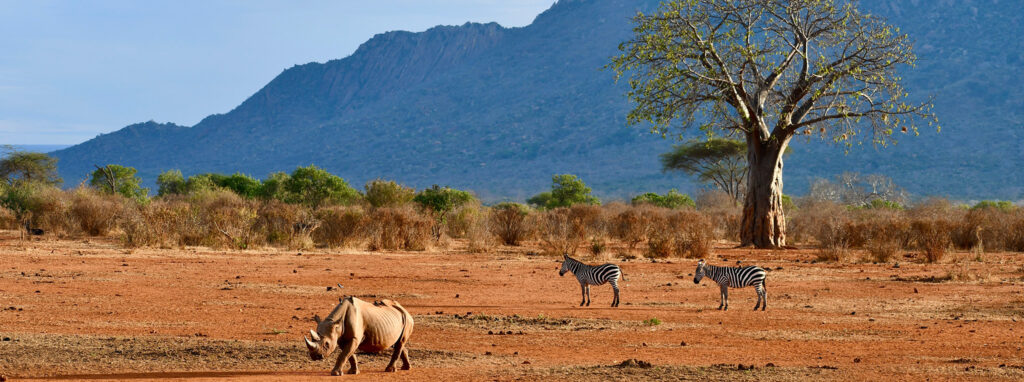 Tsavo West National Park Safari Guide | Ryder Signature