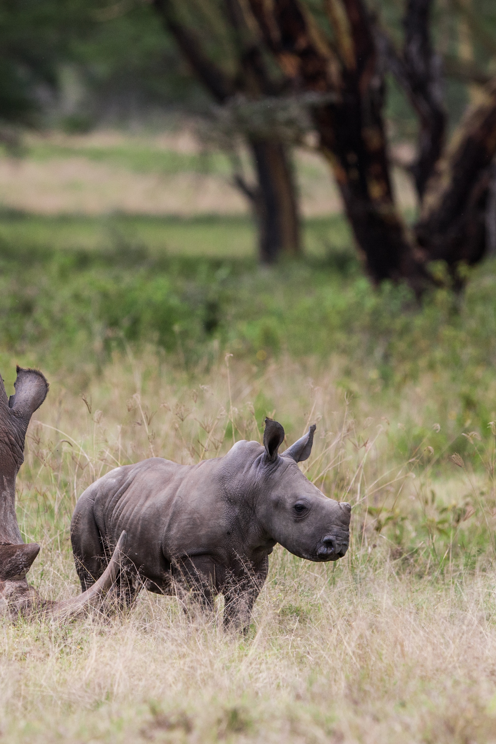 African white Rhinocerous