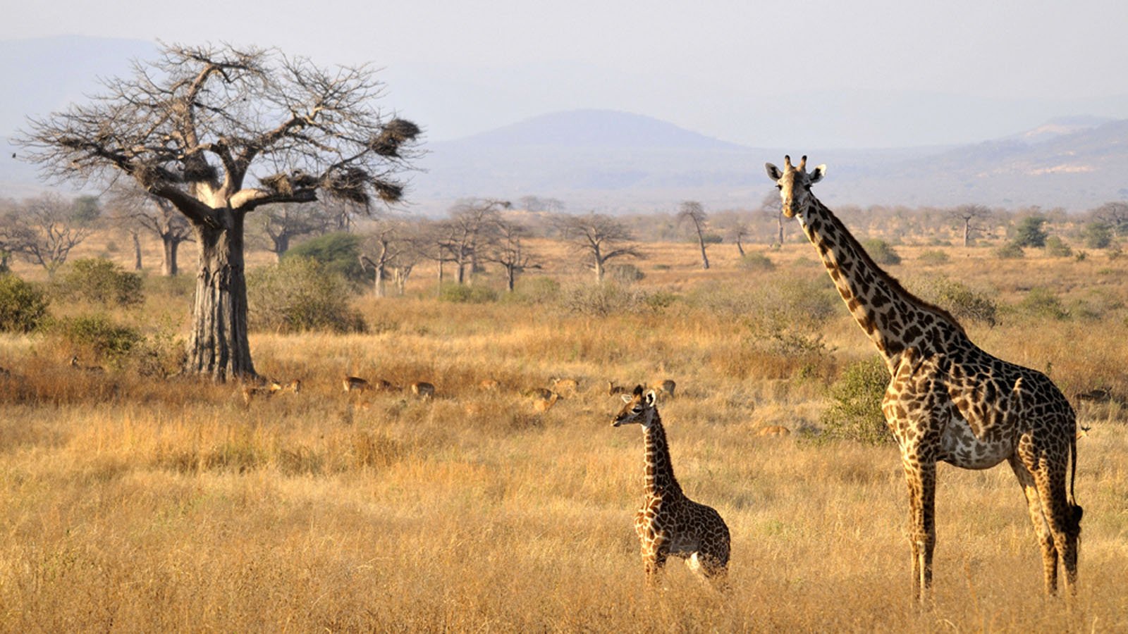 Ruaha national park