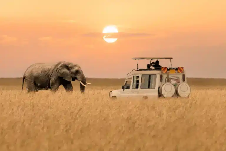 Wildlife Tracking Skills with Safari Guides
