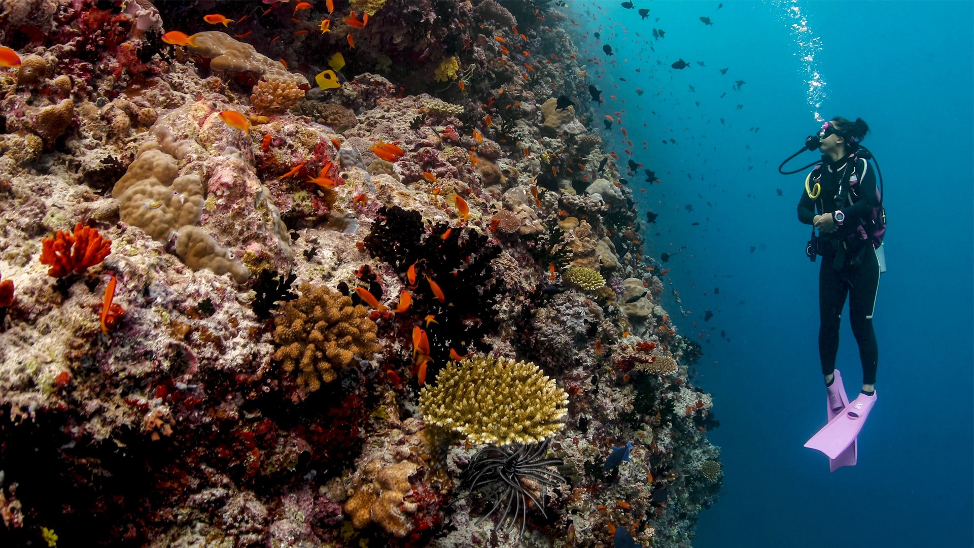 diving in Zanzibar