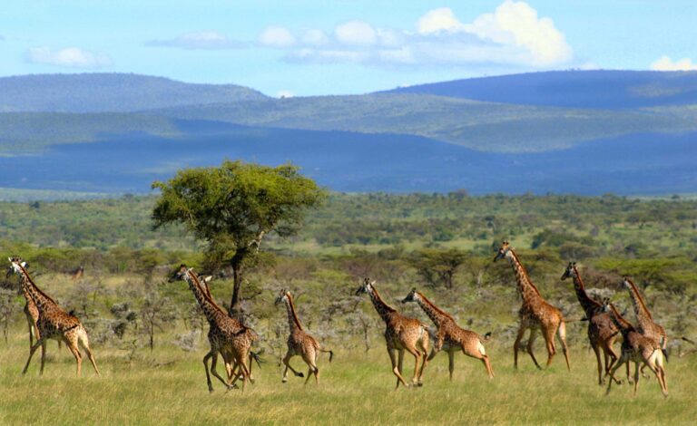 Green Season Safari in Kenya