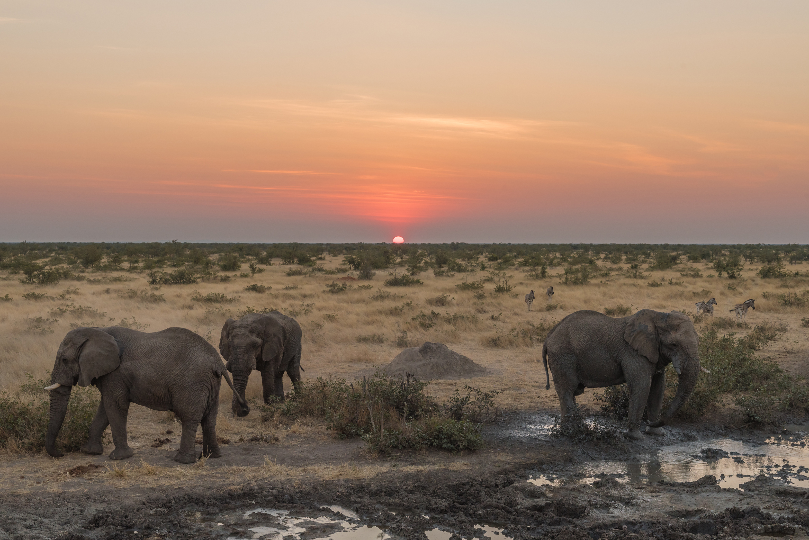 Waterhole Game Viewing