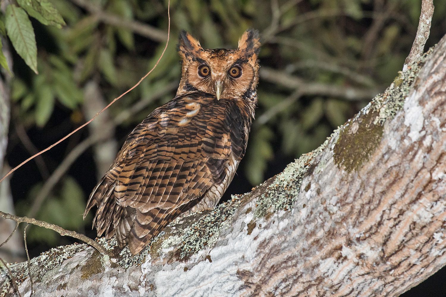 Birdwatching Safari East Africa