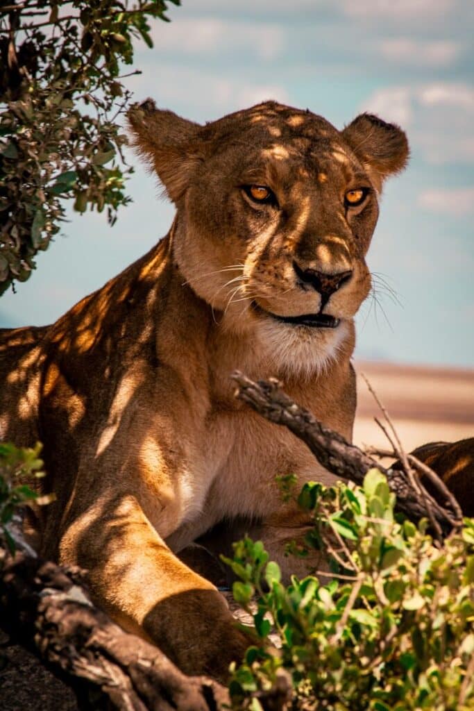 Seronera Serengeti